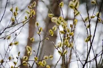 Pussy willow in bloom