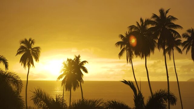 tropical rain falling at sunset with a group of palm trees in the background