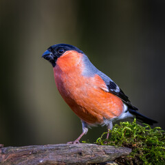 Bullfinch (Pyrrhula pyrrhula)