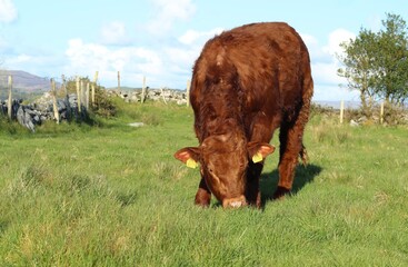 Cattle: Limousin breed bullock grazing on farmland in rural Ireland during summertime