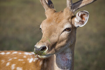 Close up photo of cute animal.