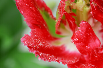 Red tulip petals in the light close up. Floral background. Macro