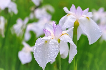 雨に濡れる花菖蒲