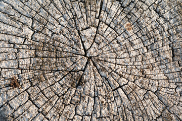 Cross section of a tree. The end of the wooden fence post is gray.