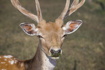 Beautiful portrait of wild animal in summer sunlight.