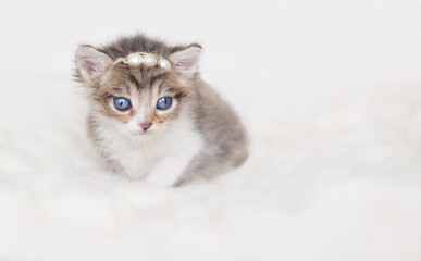 Fototapeta na wymiar one newborn kitten standing looking in camera on neutral background. adorable kitten portrait. newborn pet photosession, animal care, cat's day, pet love, art pet photography concept. copy space