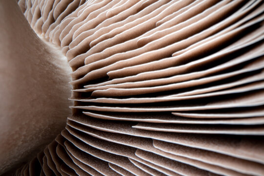 close up of a mushroom