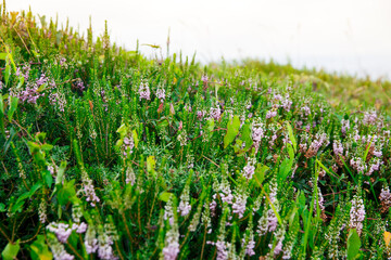 Green mountain valley filled with wild pink salvia or purple sage, bokeh effect