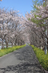 Fototapeta na wymiar 大刀洗町の桜並木