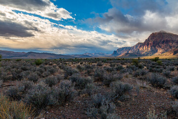 Red Rock Canyon Early Morning Sun on Mt Wilson with Mojave Yuccas and Buckhorn Cholla Cactus from Pine Creek Canyon Trailhead