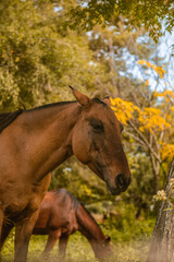 horse in the field