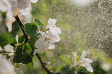 Beautiful white flowers of an Apple tree on a branch and small green leaves. Raindrops fall on the flowers, which glow in the sun. There is space for text. High quality photo
