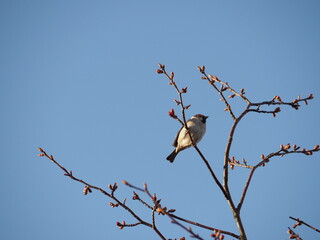 木の枝と雀と青空