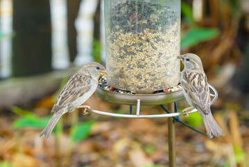 Two tiny female House Sparrows perched on a bird feeder in a garden eating seeds