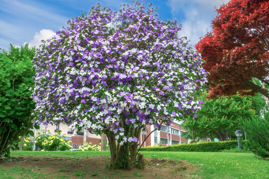 spring in the park