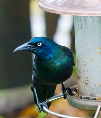 A menacing, iridescent blue Grackle with piercing white eyes at a bird feeder in a garden.