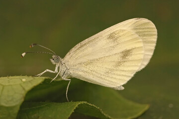 Closeup of the wood white butterfly, Leptidea sinapis sitting on a green leaf