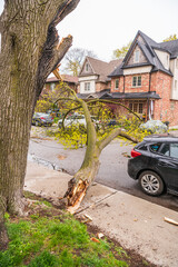 Huge downed tree branch on residential street (no injuries or significant damage). Verticle