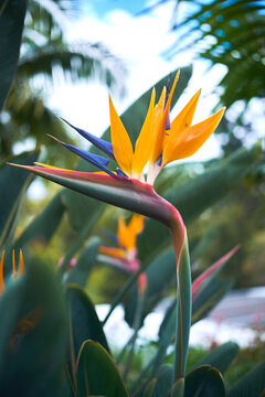bird of paradise orange flower  in the garden on a summer day