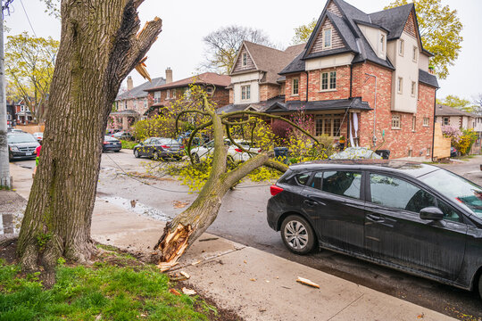 Huge downed tree branch on residential street (no injuries or significant damage).