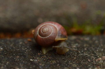 Cute red snail