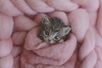 one newborn kitten wrapped pink wool. adorable kitten portrait. newborn pet photosession, animal care, cat's day, pet love, adopt animals, art pet photographyone, travel together, miss you, love you