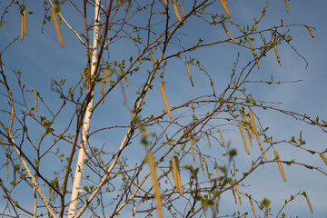 Birch in the spring. Young shoots of leaves and birch catkins in the wind. Motion blur.