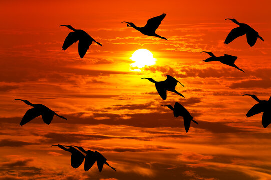 Sunset Birds Flock Migration
