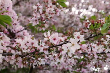 pink cherry blossoms