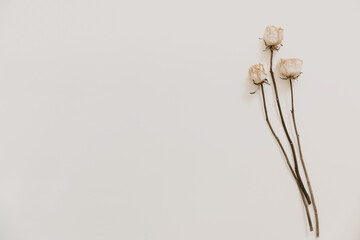 Natural dried roses on beige background. Minimal bohemian flat lay background with dried flower arrangement and copy space. Organic design. Pastel colors.