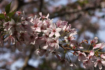 cherry blossom