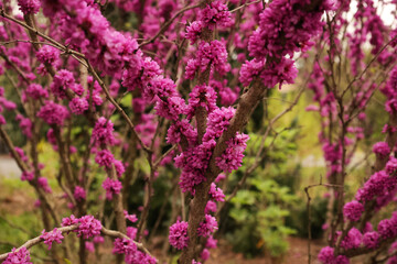 tree with pink flowers
