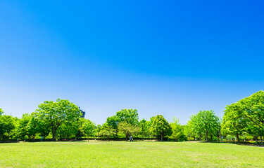 新緑の公園広場