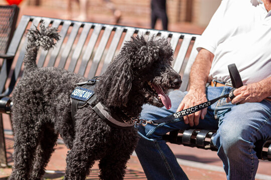 Close up image of a black poodle service dog, specially trained to help and elderly caucasian man with disability. The senior man holds the leash of the dog as he sits on a bench. The dog stands by.