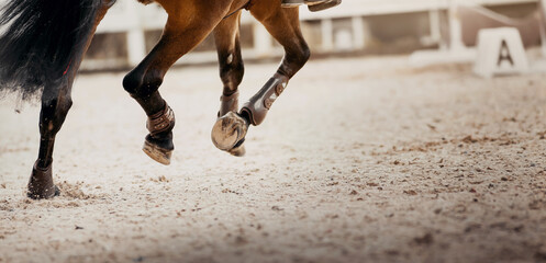 Legs of a galloping horse. Legs of a sporting horse in knee-caps - 432053968