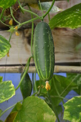 cucumber on the vine