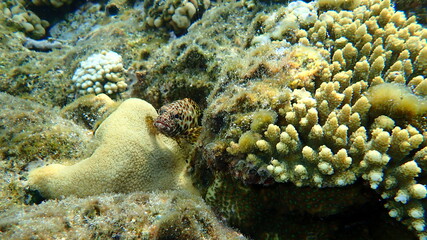 Greasy grouper or Arabian grouper or greasy rockcod (Epinephelus tauvina) undersea, Red Sea, Egypt, Sharm El Sheikh, Nabq Bay