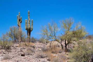 cactus in the desert