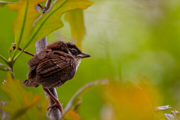 A small juvenile house sparrow (Passer domesticus) is perching on a maple branch in Maryland, USA. The dandelion fuzz on top of its head is characteristic for this species. It is becoming independent