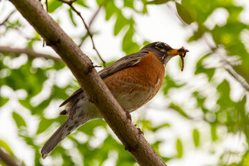 Low angle closeup image of an Eastern Robin subspecies of American Robin (Turdus migratorius) perching on a tree branch holding an earth worm in its beak.