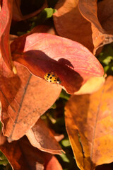 yellow ladybug on red autumn leaves on the ground © Marina