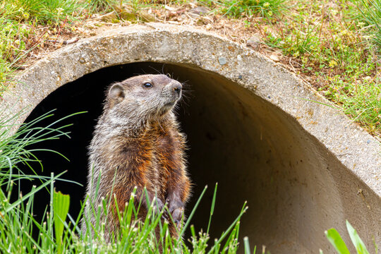 close up isolated image of a groundhog (marmota monax) at the entrance of a concrete rain drain pipe in Maryland, USA. The rodent stands upright on the grass, fully alert checking for danger.