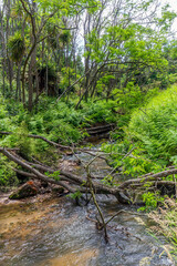 Kerosene Creek a thermal river in New Zealand