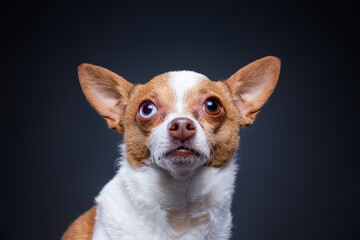 studio shot of a cute dog on an isolated background