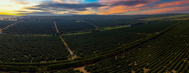 Aerial views over top of rows of orange trees in plantation in sunset.