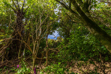 View of the wind turbine between the tree at Hawkins Hill, New Zealand
