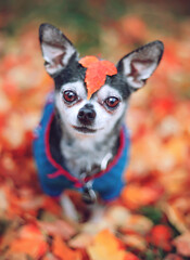 VERY SHALLOW FOCUS on a cute chihuahua sitting in leaves