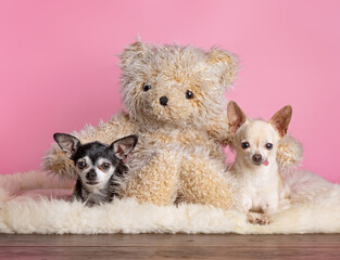 studio shot of cute dogs on an isolated background
