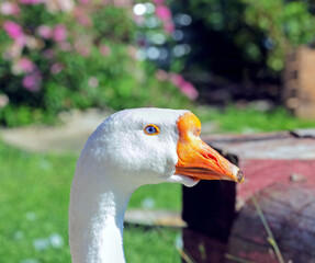 Goose head with blue eye