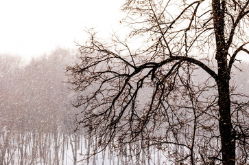 Black wood and great snowfall